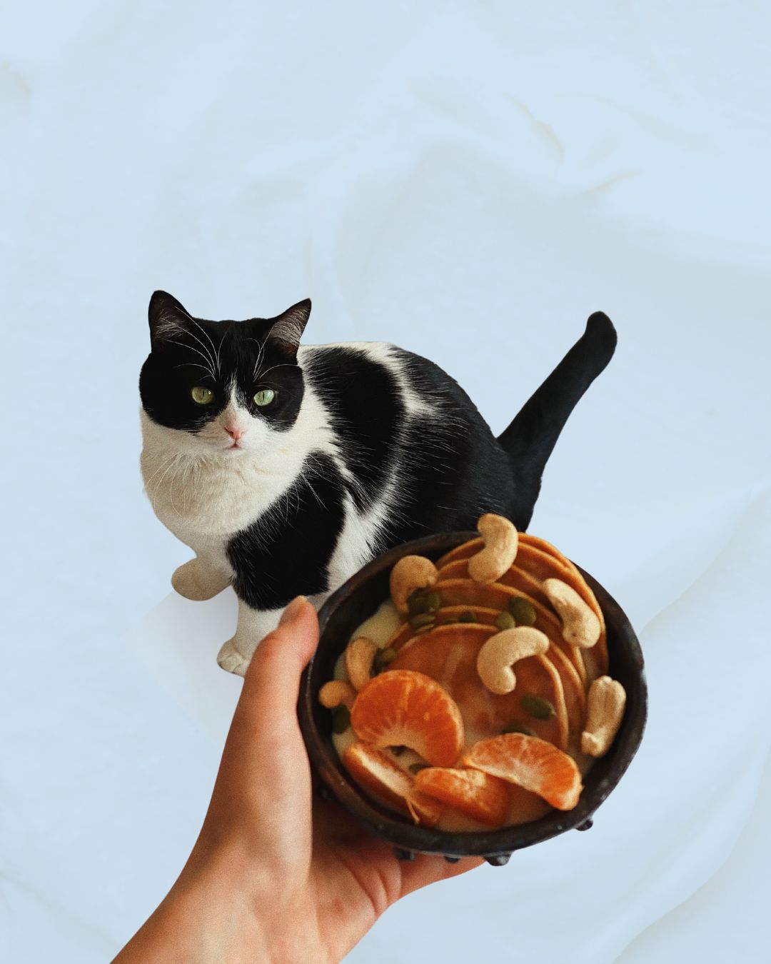 Alimentación Para Mascotas