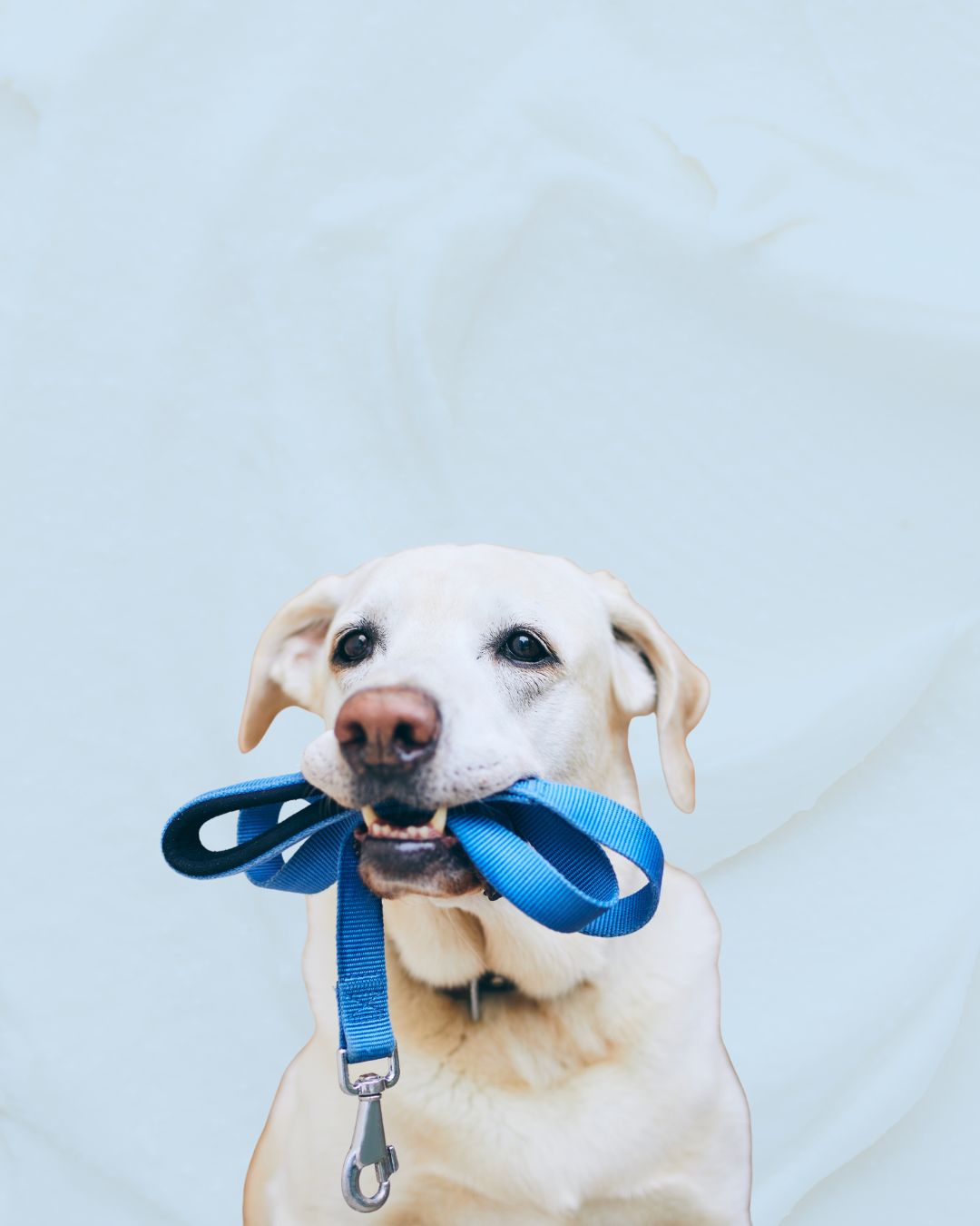 Juguetes Para Mascotas